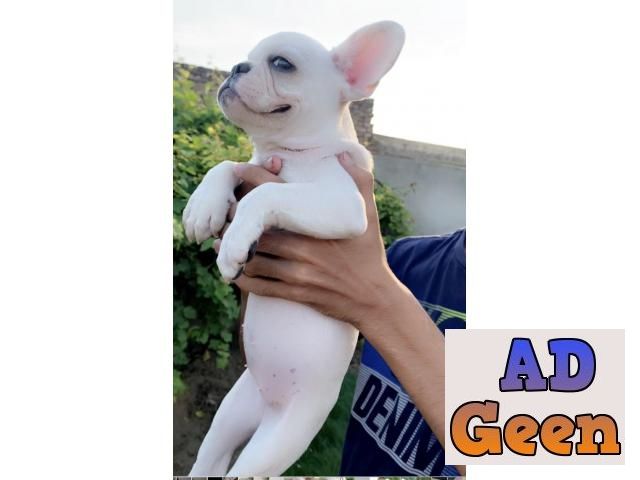used White spotless French bulldog for sale 